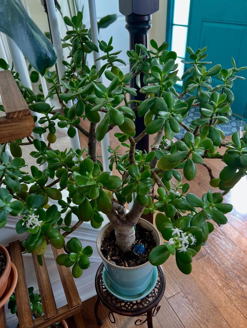 Jade Plant