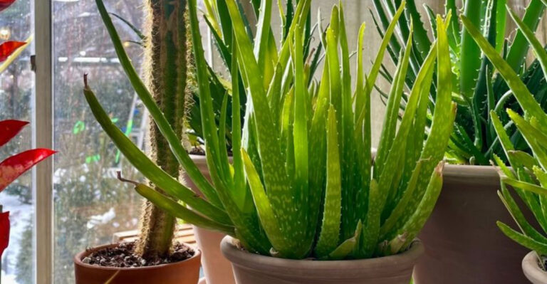 aloe vera plant