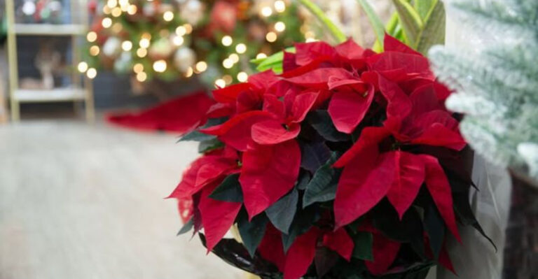 poinsettia