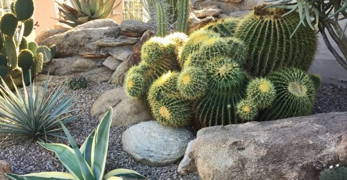 8 New Garden Designs New Mexico Experts Predict Will Replace Lawns By 2040