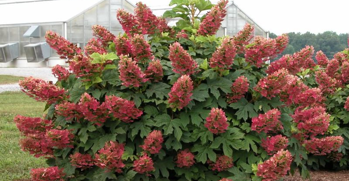 Hydrangeas (featured image)