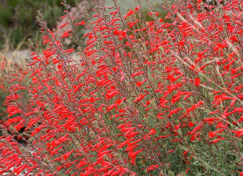 California Fuchsia (Epilobium canum)