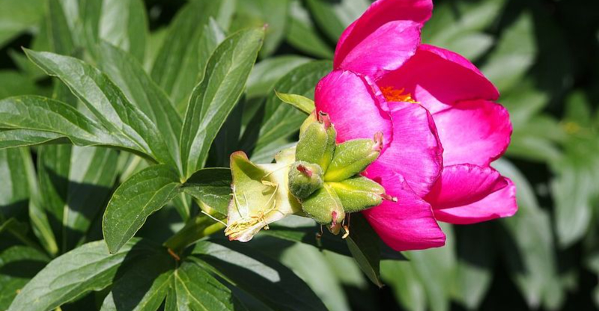 8 Places You Should Never Plant Peonies In Michigan Backyards