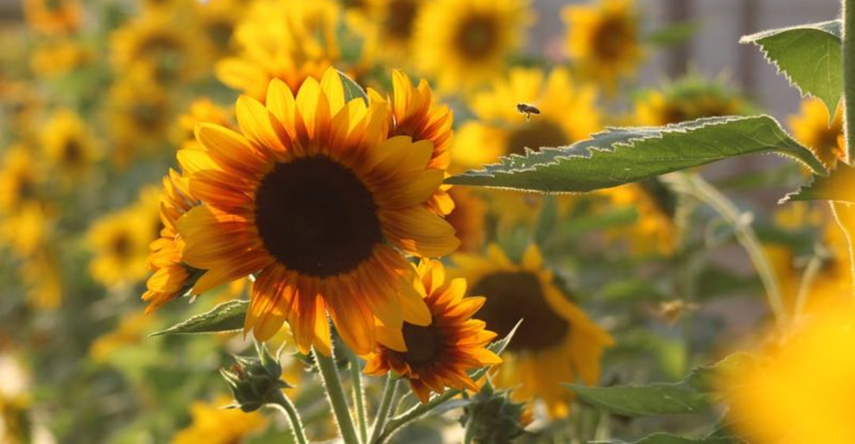 8 Plants Ideal For Growing Near Bird Feeders In Pennsylvania