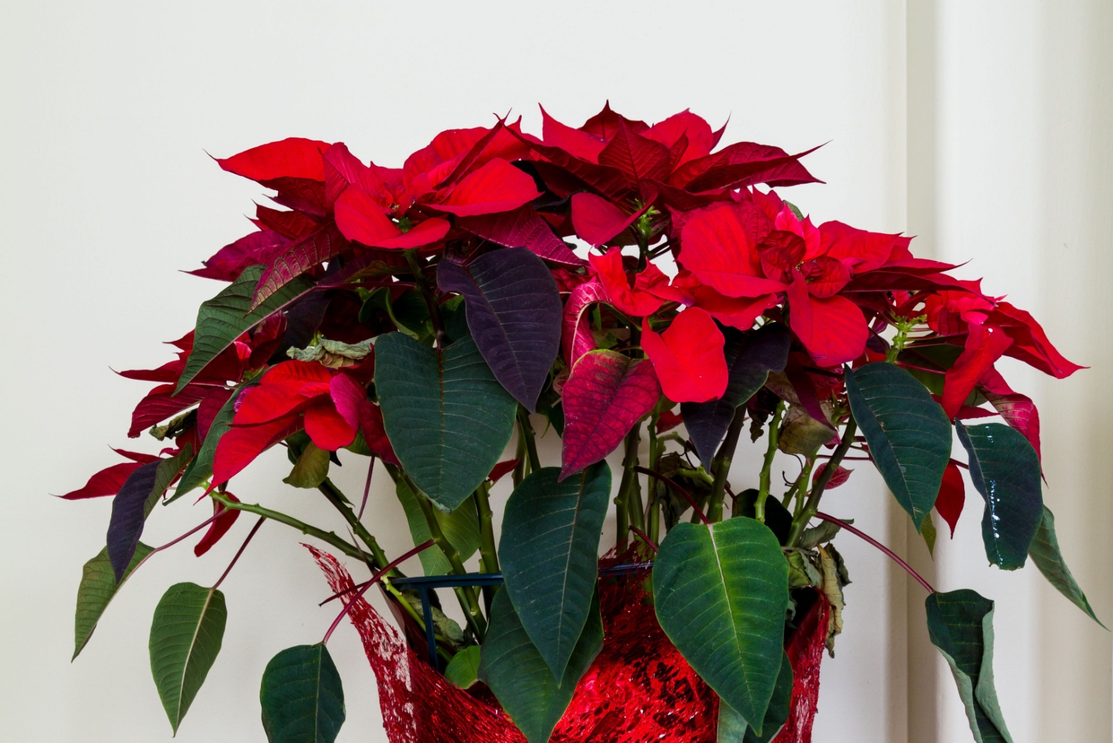 poinsettia