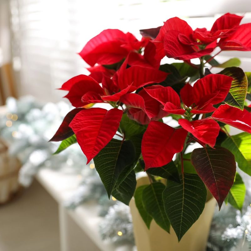 Placing Poinsettias In Drafty Locations Near Doors And Windows
