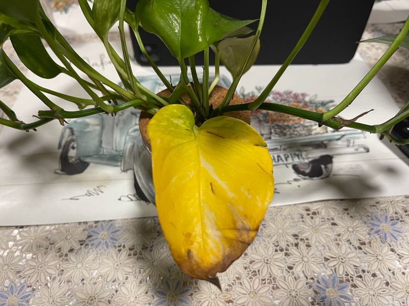 Yellow Leaves Appearing One By One