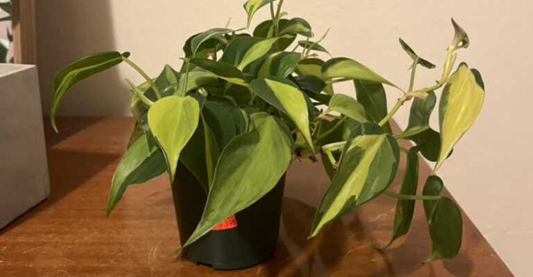 pothos (featured image)