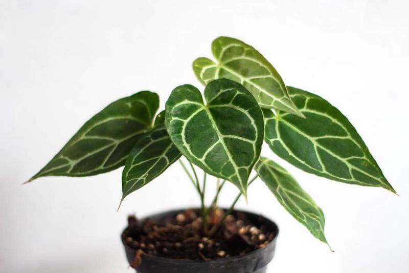 Philodendron Melanochrysum