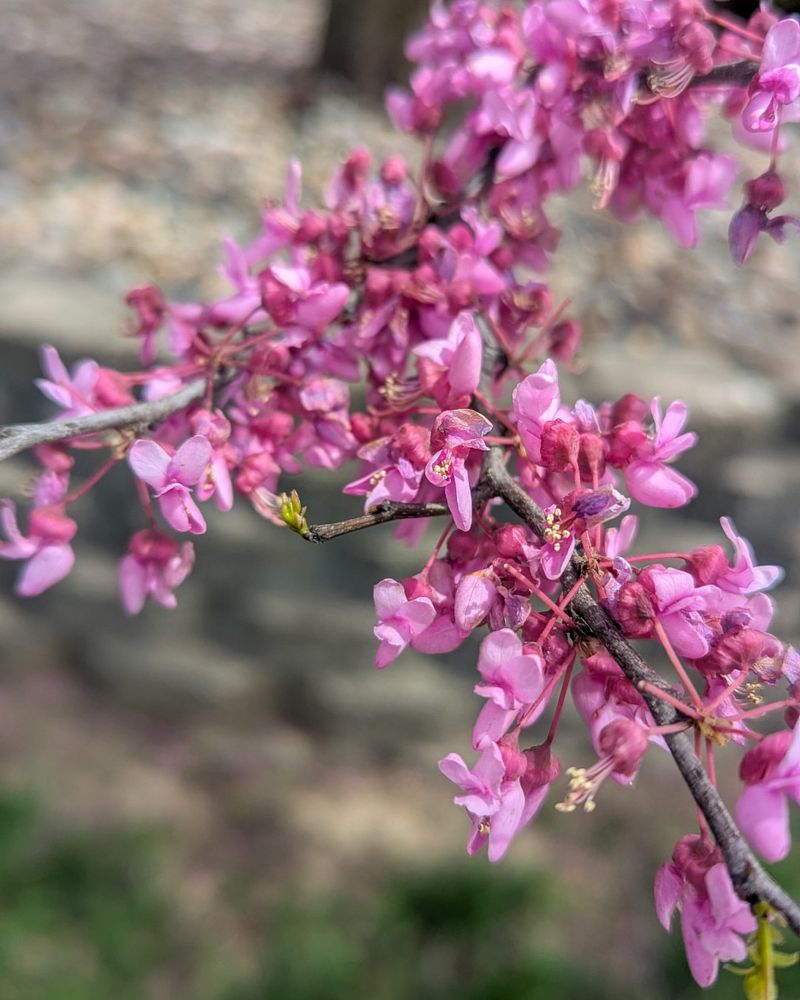 Spectacular Spring Blooms Create Stunning Displays