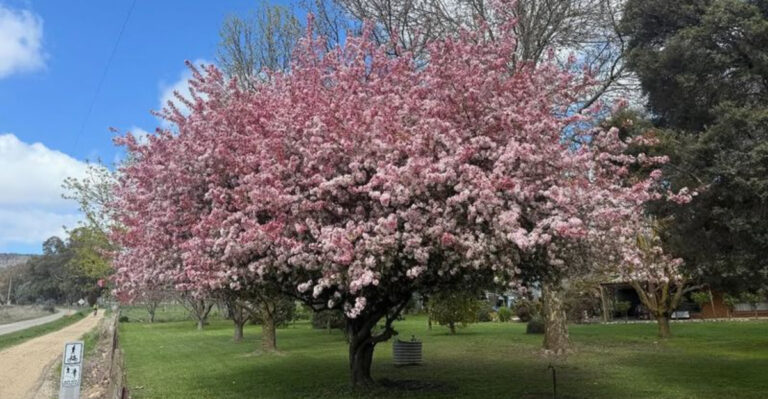 Crabapple Tree