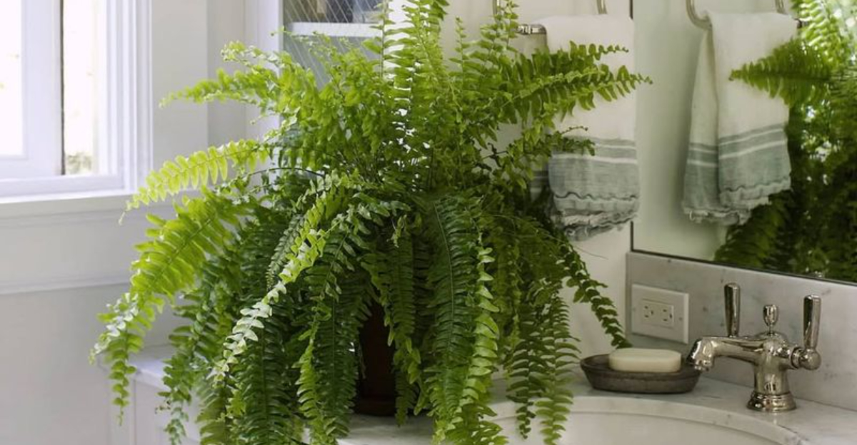 8 Shower Plants That Thrive In North Carolina Bathrooms