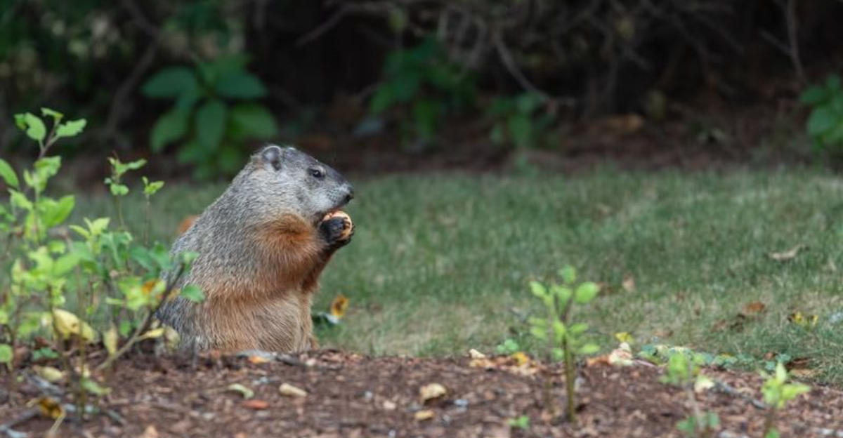 groundhog in yard