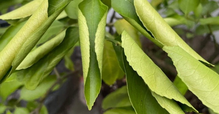 curled leaves