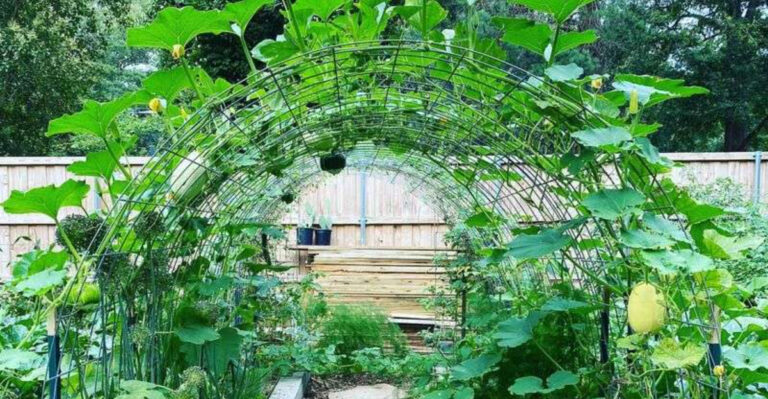 trellis in garden