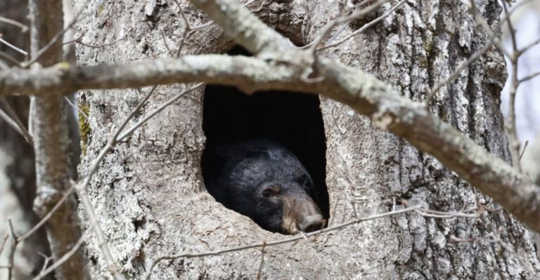 bear (featured image)