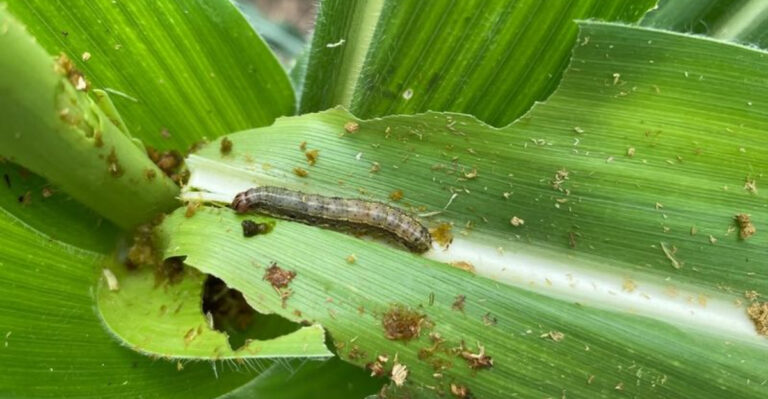 armyworm