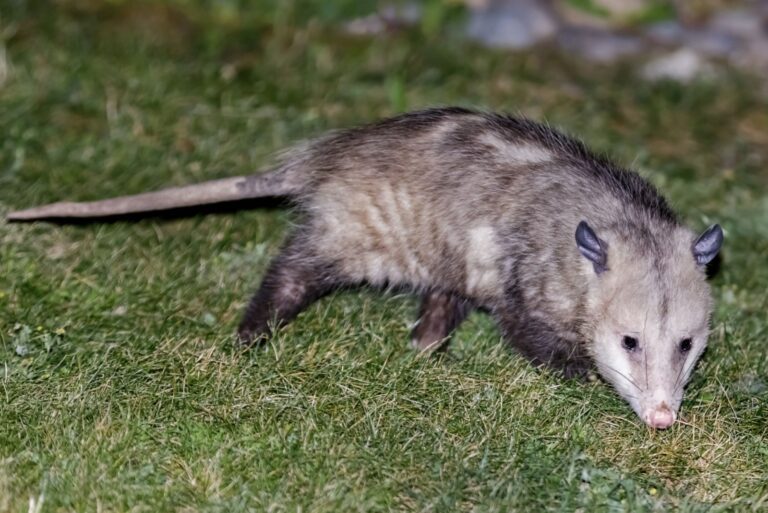 North American Opossum