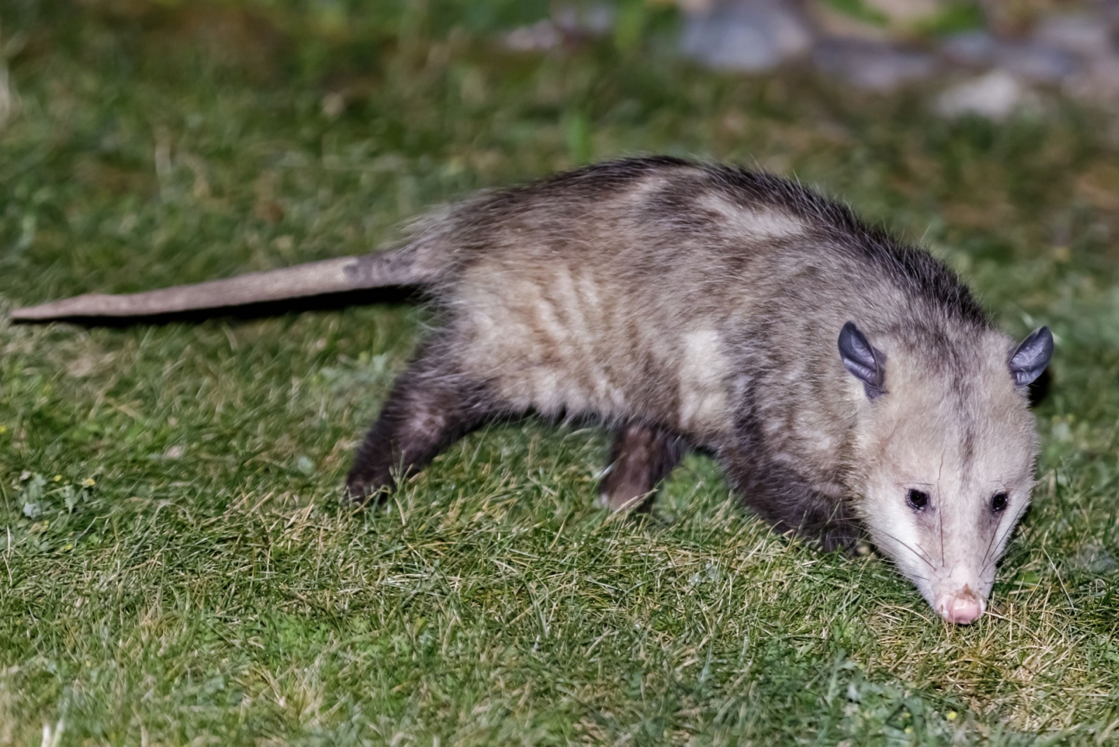 8 Things To Consider Before Trying To Remove Possums In California