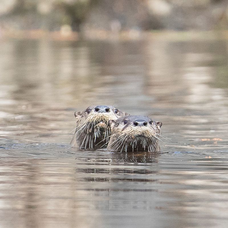 Keep Your Distance and Observe Quietly