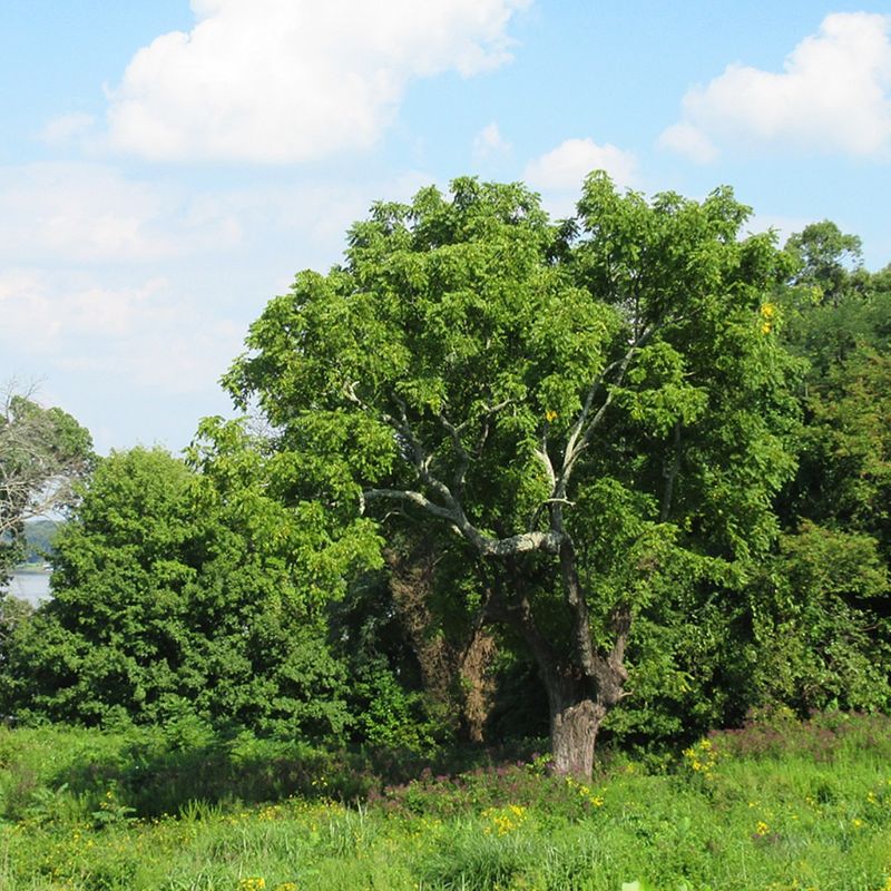 Black Walnut Tree