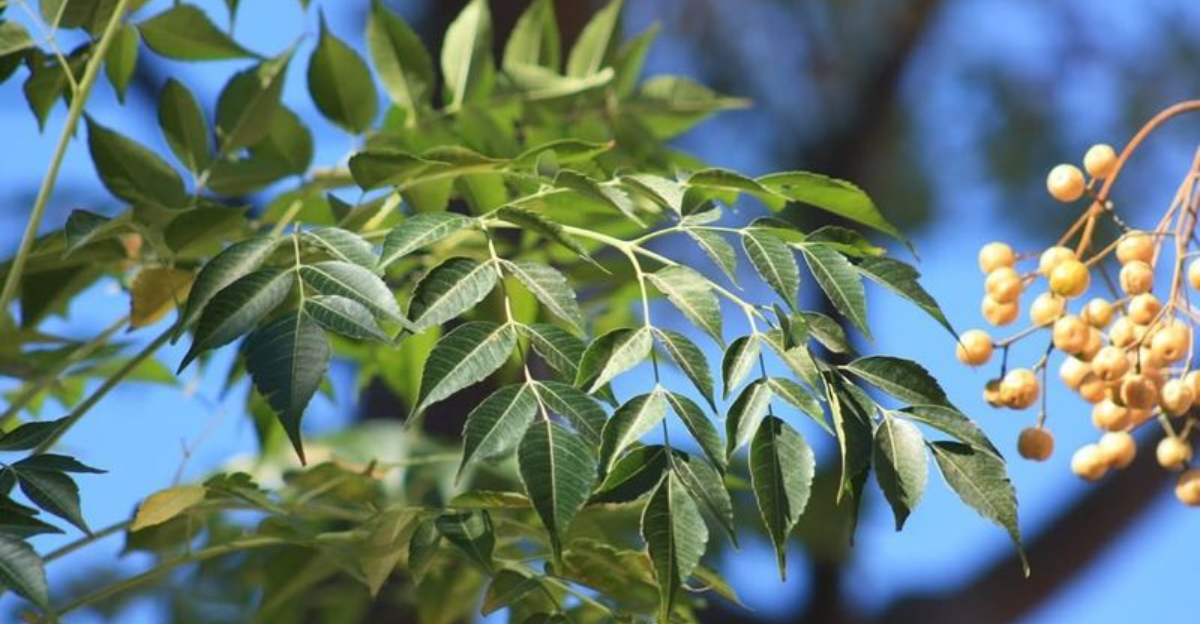 8 Toxic Trees Ohio Homeowners Should Avoid Planting In Their Yards