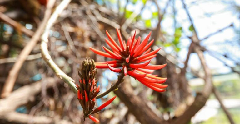 coral tree