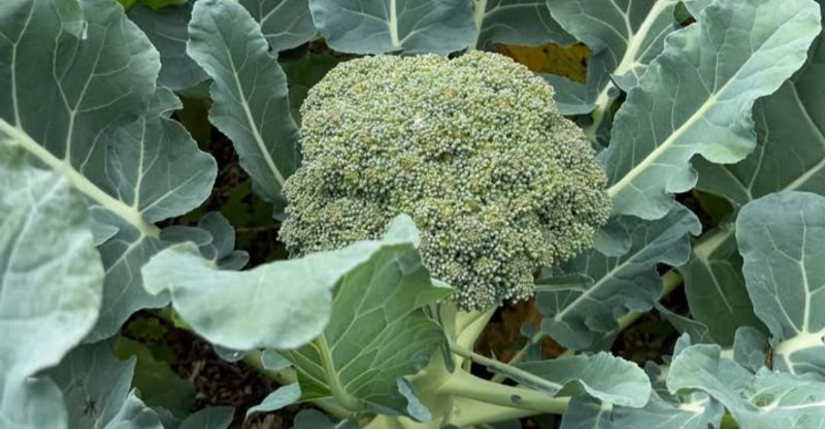 8 Vegetables Orlando Florida Gardeners Are Planting Right Now For Winter Harvests