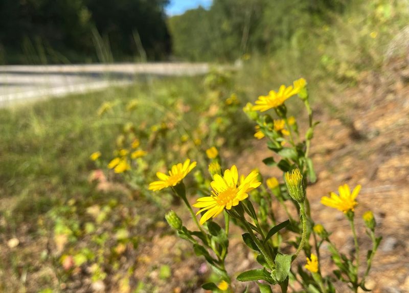 Adding Native Wildflower Meadows