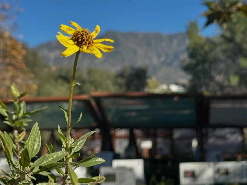 Planting Native Wildflowers and Grasses