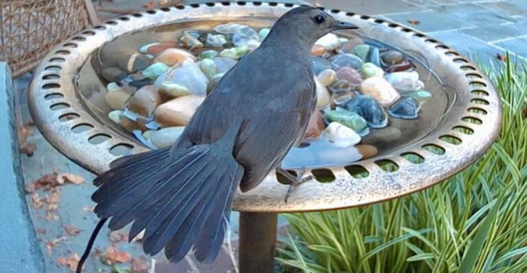 birdbath (featured image)