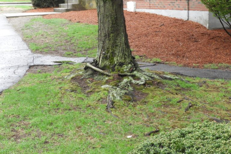 tree with roots poking through the ground in the front yard