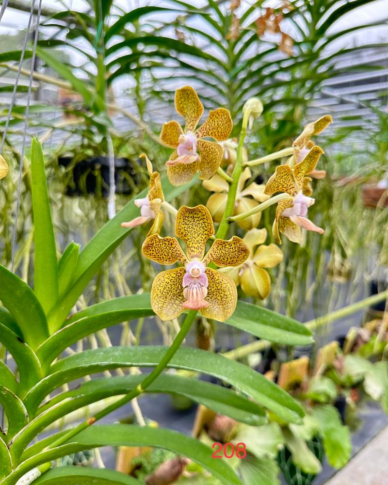 9. Orchids (Fragrant Varieties)