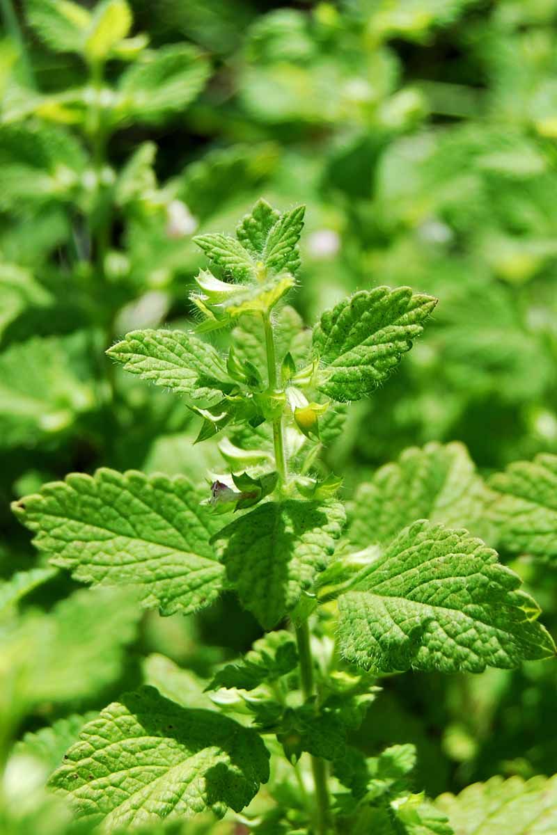 9. Lemon Balm