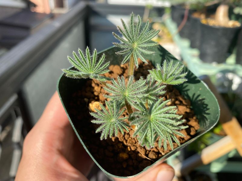 9. Allow The Plant To Rest During Its Dormant Period