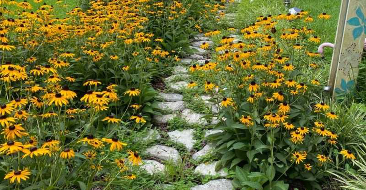 9 Amazing Uses For Black Eyed Susans Every North Carolina Gardener Should Know