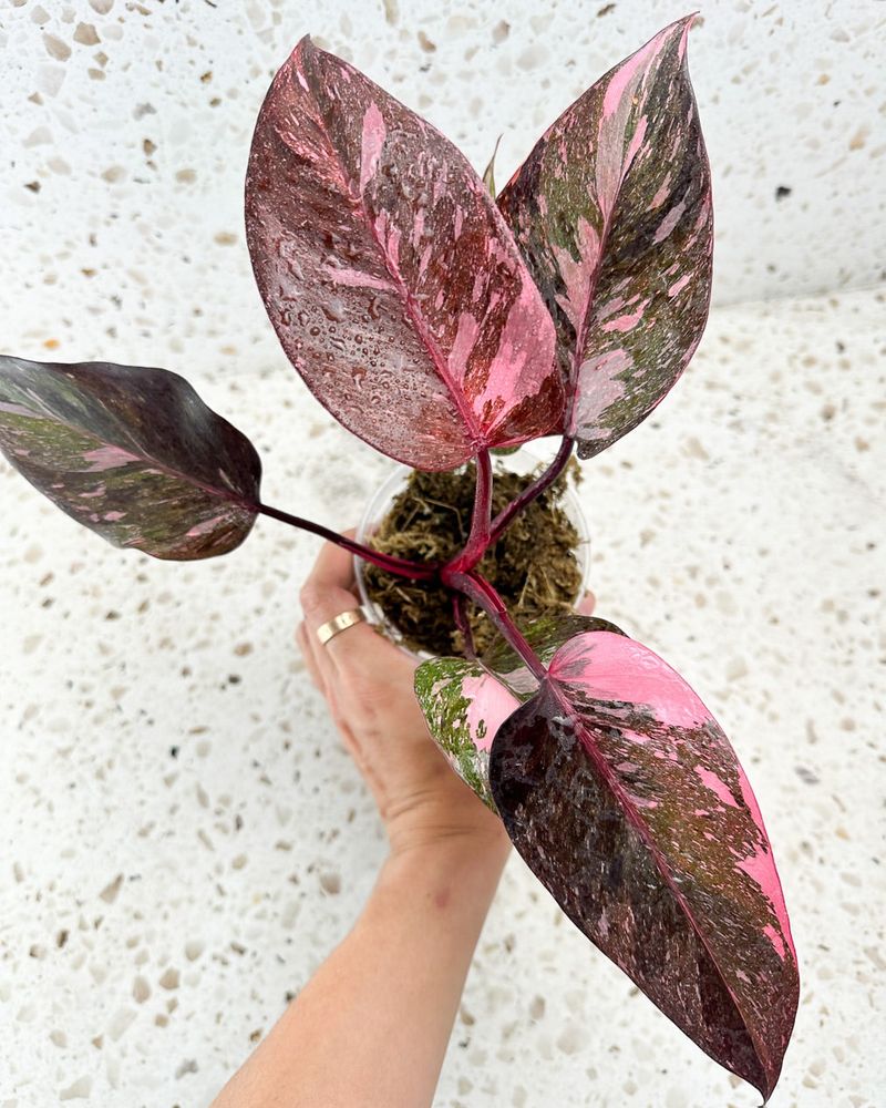 Philodendron Pink Princess