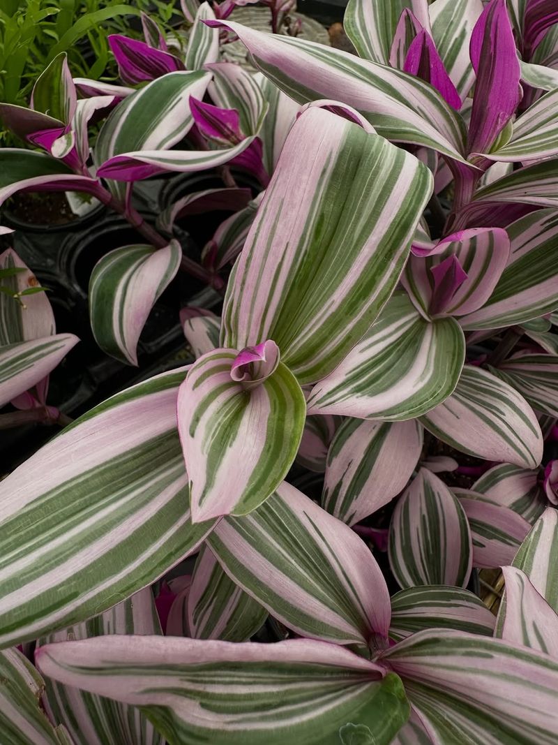 Tradescantia Nanouk