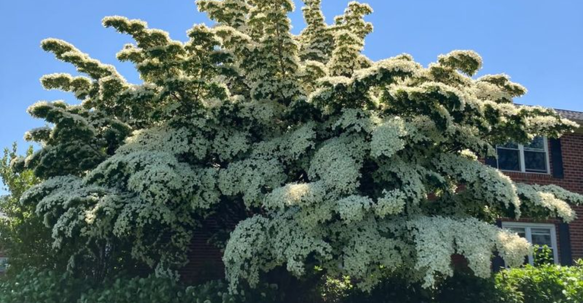 9 Bushes Birds Prefer For Nesting In Michigan Yards