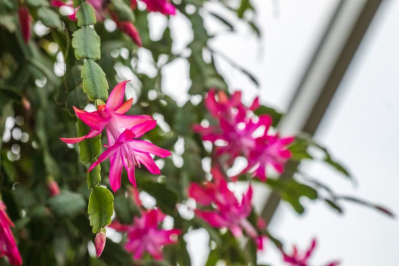 Schlumbergera Truncata