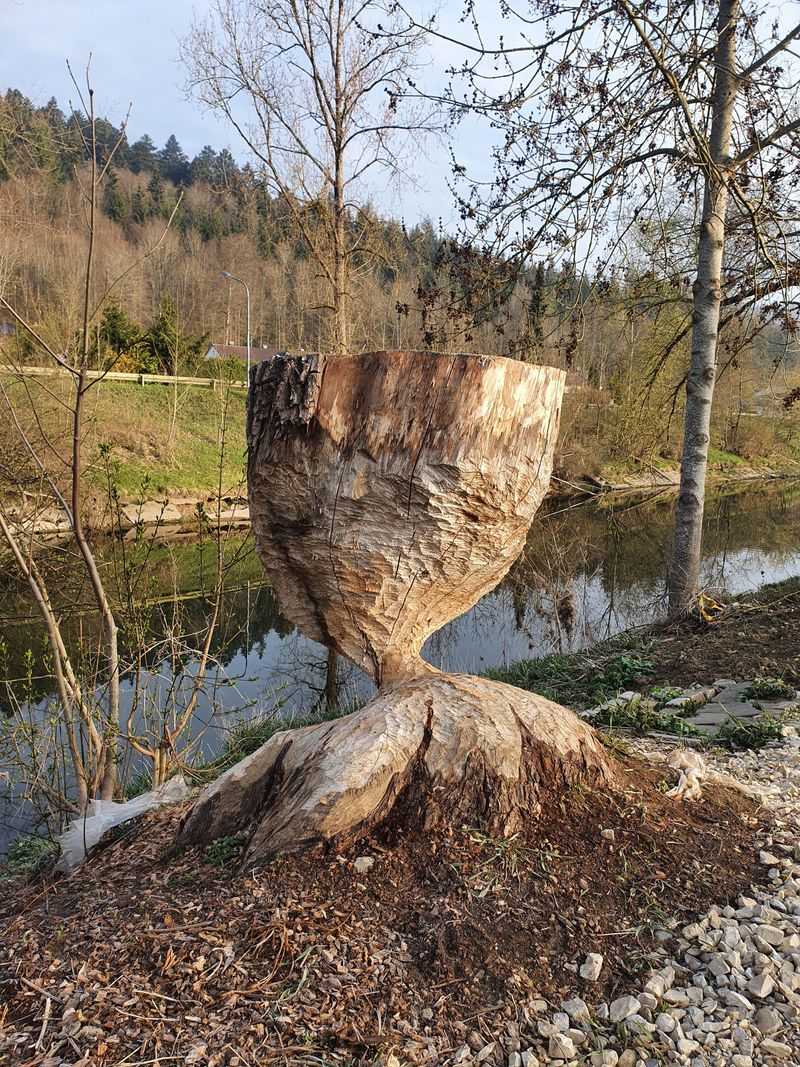 Gnawed Tree Trunks With Hourglass Shapes