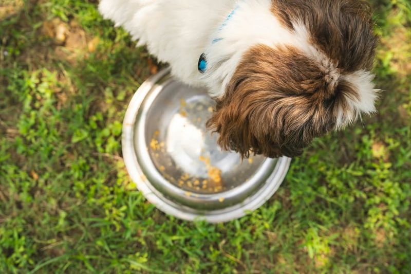 Scattered Pet Food Or Empty Bowls