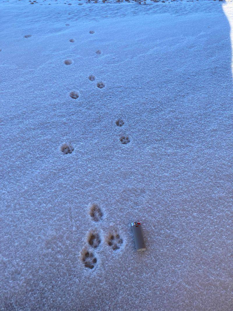 Small, Oval-Shaped Paw Prints In Mud Or Dirt