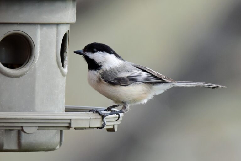 black capped chickadee perched on a backyard feeder