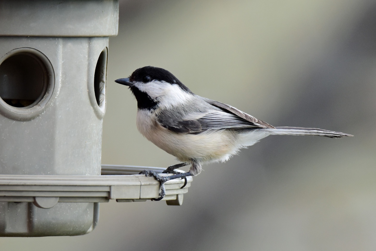 9 Common Foods Massachusetts Gardeners Should Never Put In Bird Feeders