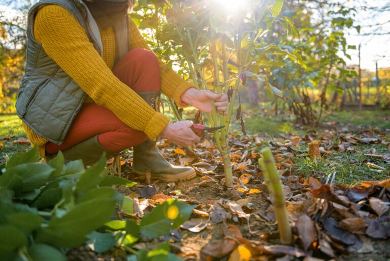 woman pruning plant in winter