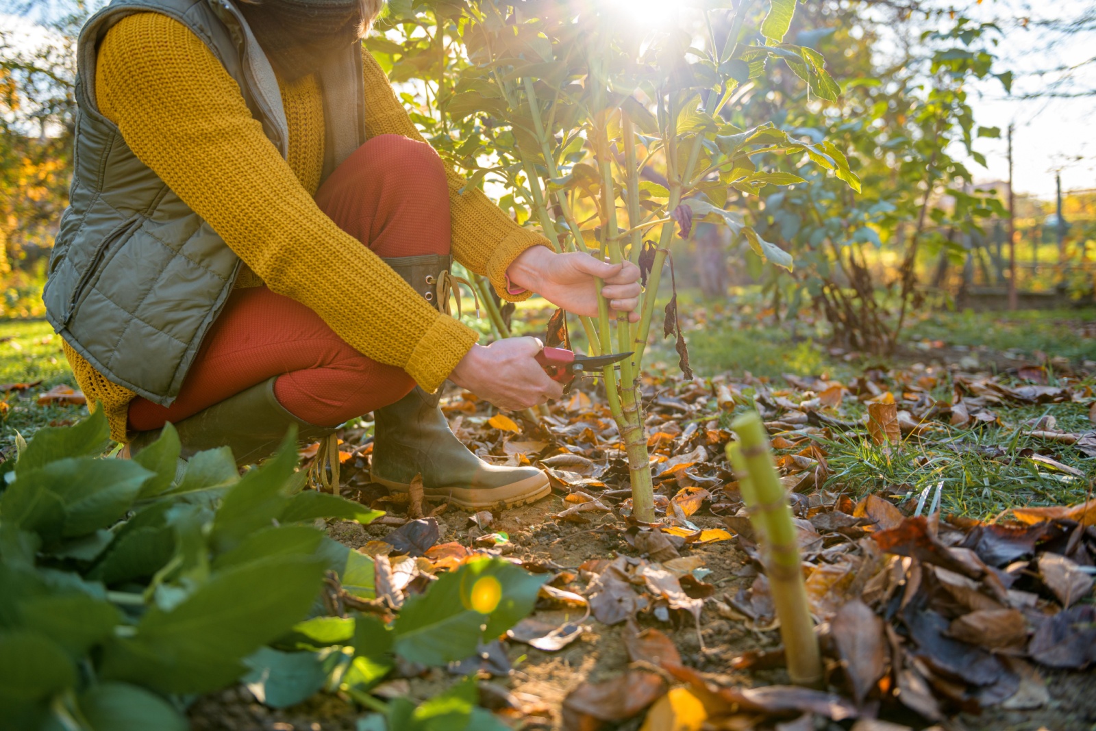 9 Common Winter Gardening Mistakes California Homeowners Should Avoid For Spring Growth