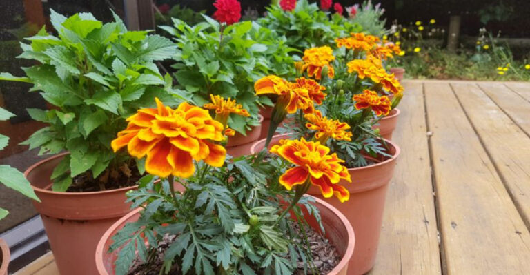 plants (featured image)