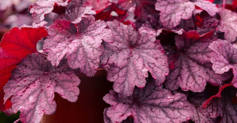 Coral bells (featured image)