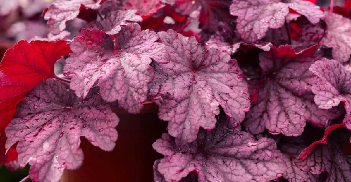 Coral bells (featured image)